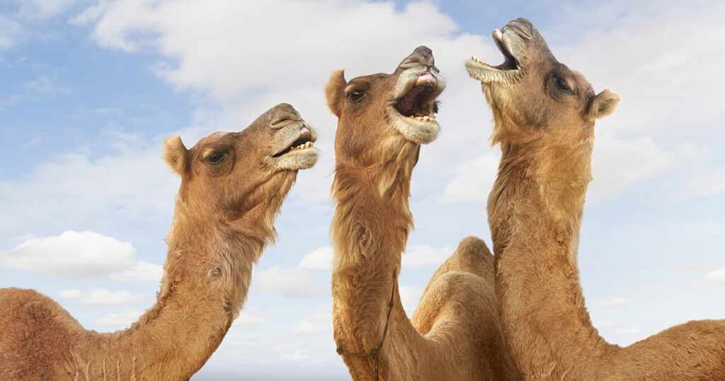 20 GIFs of Animals That Will Put a Smile on Your Face