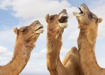 20 GIFs of Animals That Will Put a Smile on Your Face