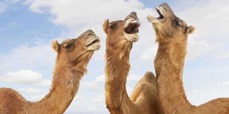 20 GIFs of Animals That Will Put a Smile on Your Face
