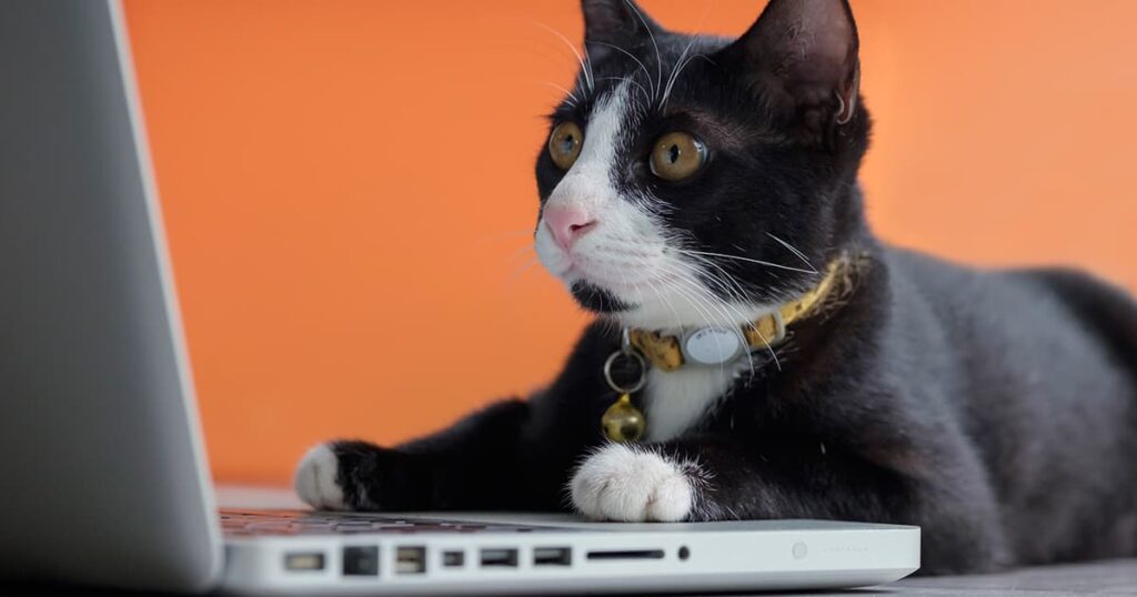 Just 19 Cat Pictures Because You Need Them Right Now