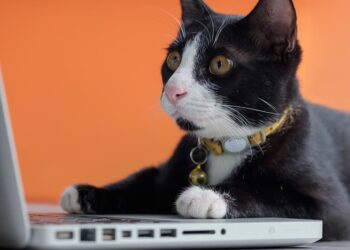 Just 19 Cat Pictures Because You Need Them Right Now