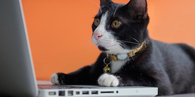 Just 19 Cat Pictures Because You Need Them Right Now