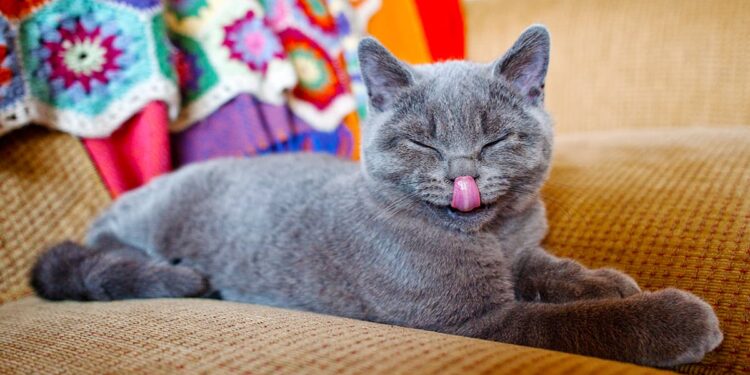 19 Ridiculous Animal Memes That Prove We’re the Lesser Species Once and for All