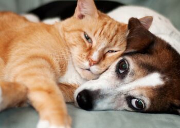 We Found the 20 Best GIFs on the Whole Internet